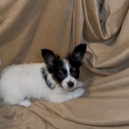 Bear - White black and tan male Papillon puppy in Howe, Oklahoma from Southern Sweet Papillons