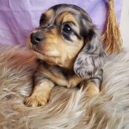 Girl 2 - female Dachshund puppy in Aiken, South Carolina from Ming's Mongols