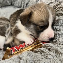 Girl 2 - Pembroke Welsh Corgi puppy from CrestCottage Corgis
