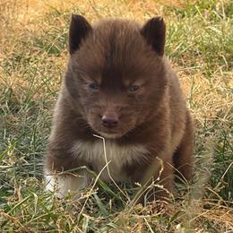 Texas - Red and white male Siberian Husky puppy in Warrenville, South Carolina from StormVale Siberian Huskies