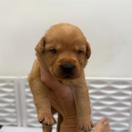 Copper Red Collar - Yellow male Labrador Retriever puppy in Elloree, South Carolina from Moonlight Kennels LLC