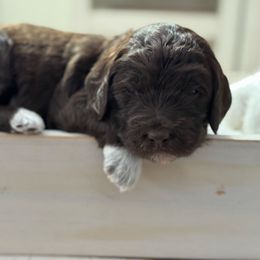 Green - Brown male Bernedoodle puppy in Hesperia, Michigan from Red Acres Poodles & Doodles