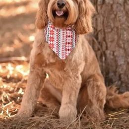 Australian Labradoodles from Legend Manor Labradoodles