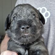 Boy 2 - Standard Schnauzer puppy from Ausgelassen Standard Schnauzers