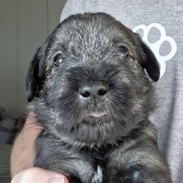 Boy 2 - Standard Schnauzer puppy from Ausgelassen Standard Schnauzers