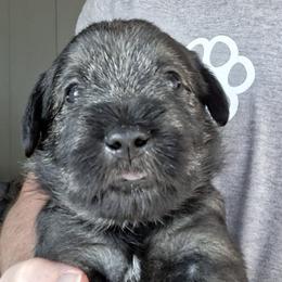 Boy 2 - Standard Schnauzer puppy from Ausgelassen Standard Schnauzers