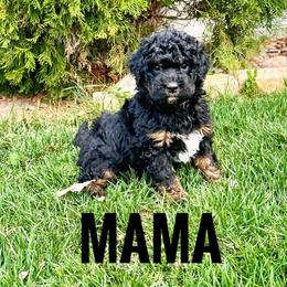 Mama - Phantom female Bernedoodle puppy in Bountiful, Utah from Red Brick Doodles