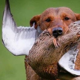 English Cocker Spaniels and Labrador Retrievers from Belews Creek Gundogs