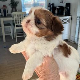 Cosmo - Sable and white male Shih Tzu puppy in Clovis, California from California Dreamin’ Shih Tzus