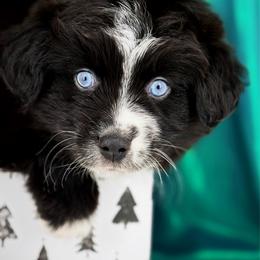 Ray - Black & white male Miniature Australian Shepherd puppy in Smithville, Arkansas from Cooper Creek Aussies