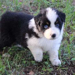 Cameron - Black tri-color male Australian Shepherd puppy in Kansas, Oklahoma from Windy G Farm
