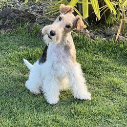 Harlee - Wire Fox Terrier