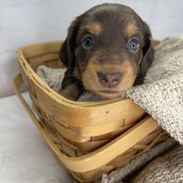 Penny - Chocolate and tan female Dachshund puppy in Norwood, Missouri from A&J Weenies