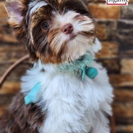 Biewer Terrier and Yorkshire Terrier Puppies from Corazon de gigante