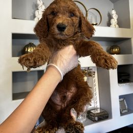 Goldendoodle Puppies from Ireland's Goldendoodles