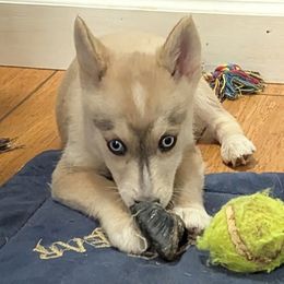 DxL G1 - Blue female Pomsky puppy in Charlotte, Michigan from Moore Pomskies