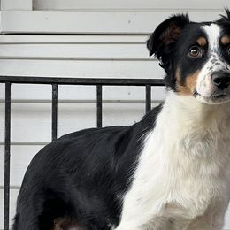 Miniature Australian Shepherds from Salty Kennel