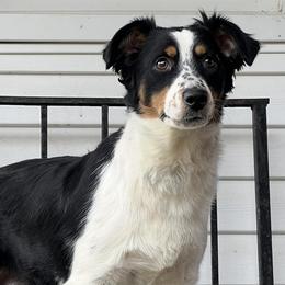 Miniature Australian Shepherds from Salty Kennel