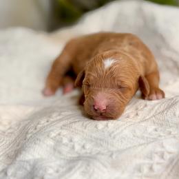 Joplin - Red  female Goldendoodle puppy in Queen Creek, Arizona from Goldendoodle AZ