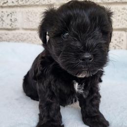 Kruiz - Black male Miniature Schnauzer puppy in Crestview, Florida from Mert's Creek Miniature Schnauzers