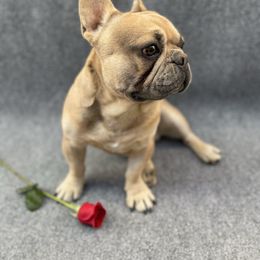 Marty - French Bulldog