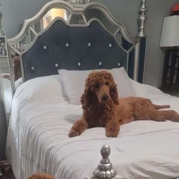 Rocky - Poodle