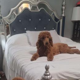 Rocky - Poodle