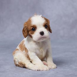 Tori - Blenheim female Cavalier King Charles Spaniel puppy in Apple Creek, Ohio from Grandeur Valley Puppies