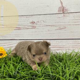 Buster - Blue fawn male Chihuahua puppy in North Ridgeville, Ohio from Happy Pups