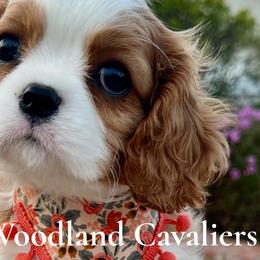 Cavalier King Charles Spaniels from Victoria Parker