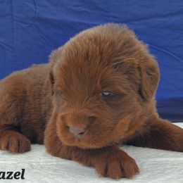 Hazel (Black) - Brown female Newfoundland puppy in Winfield, Pennsylvania from Najuananlo Newfoundlands