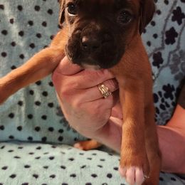 Charlotte - Fawn female Boxer puppy in Upper Sandusky, Ohio from Cornish Canines