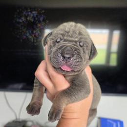 BOBBY Blue tan point - Blue male Great Dane puppy in Port Clinton, Ohio from LakeSide Danes