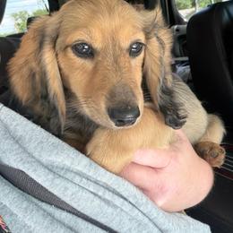 Pecan - Cream female Dachshund puppy in Temple, Texas from Brit’s Doxie Crossing