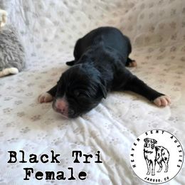 Gretchen - Black tri female Miniature Australian Shepherd puppy in Jaroso, Colorado from Heaven Sent Aussies