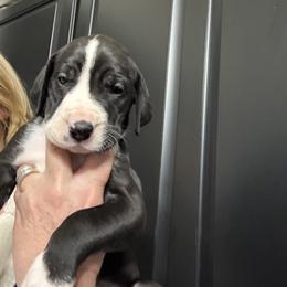 BLACK COLLAR - Mantle female Great Dane puppy in Plumstead Township, Pennsylvania from Gresko Danes