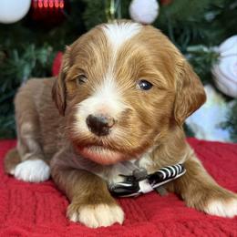 Yukon -Gray collar male - Red  male Goldendoodle puppy in Yuciapa, California from AlltheDoodlez_
