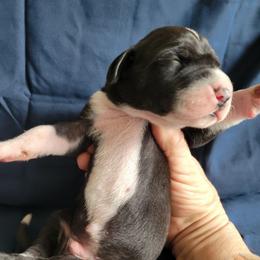 Male 1 - Mantle male Great Dane puppy in Columbia Stat, Ohio from Rocky Road Chocolate Danes