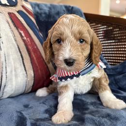 Davy aka Green Collar - Apricot male Goldendoodle puppy in Portland, Tennessee from Happy_Tails_by_TJ