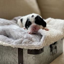 Boy 1 red collar - Black white and tan Cocker Spaniel puppy in Columbia, South Carolina from Monticello Cocker Spaniels