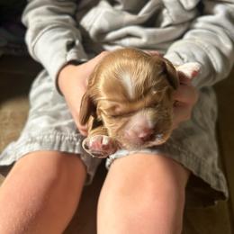 Lil Red - Red male Cocker Spaniel puppy in Spotsylvania, Virginia from Wilkshire Farm