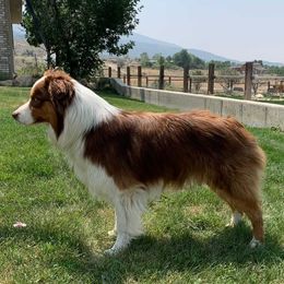 Ranger - Australian Shepherd
