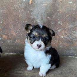 Misty - Black and tan female Pembroke Welsh Corgi puppy in Chubbuck, Idaho from Sunny J Corgis and Mini Americans