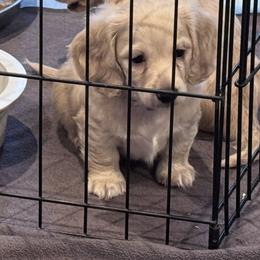 Purple collar boy - Cream male Dachshund puppy in Collinston, Utah from RSP Mini Doxies
