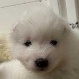 Green - White male Samoyed puppy in Hollywood, Florida from ArticCross Samoyeds-Florida