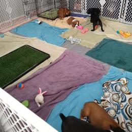 Boxer Puppies from A-L Desert Boxers