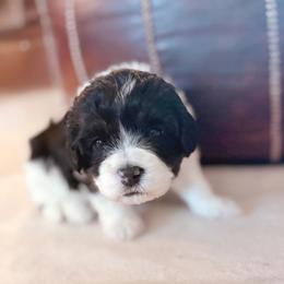 Cadbury - Black and white female Bernedoodle puppy in Travelers Rest, South Carolina from Bernedoodle.do