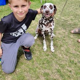 Girl 2 - White and liver brown female Dalmatian puppy in Richmond, Virginia from Darrfield