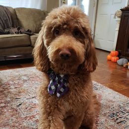 Dusty - Goldendoodle