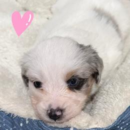Spot - Blue merle female Miniature American Shepherd puppy in Strykersville, New York from Hundred Acre Wood Homestead Kennels